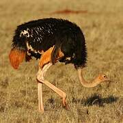 Common Ostrich