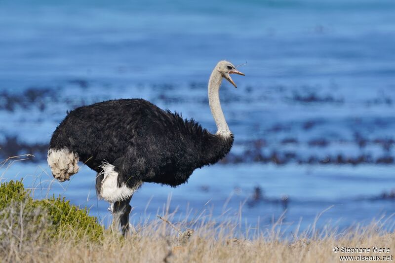 Common Ostrich male adult
