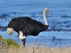 Common Ostrich