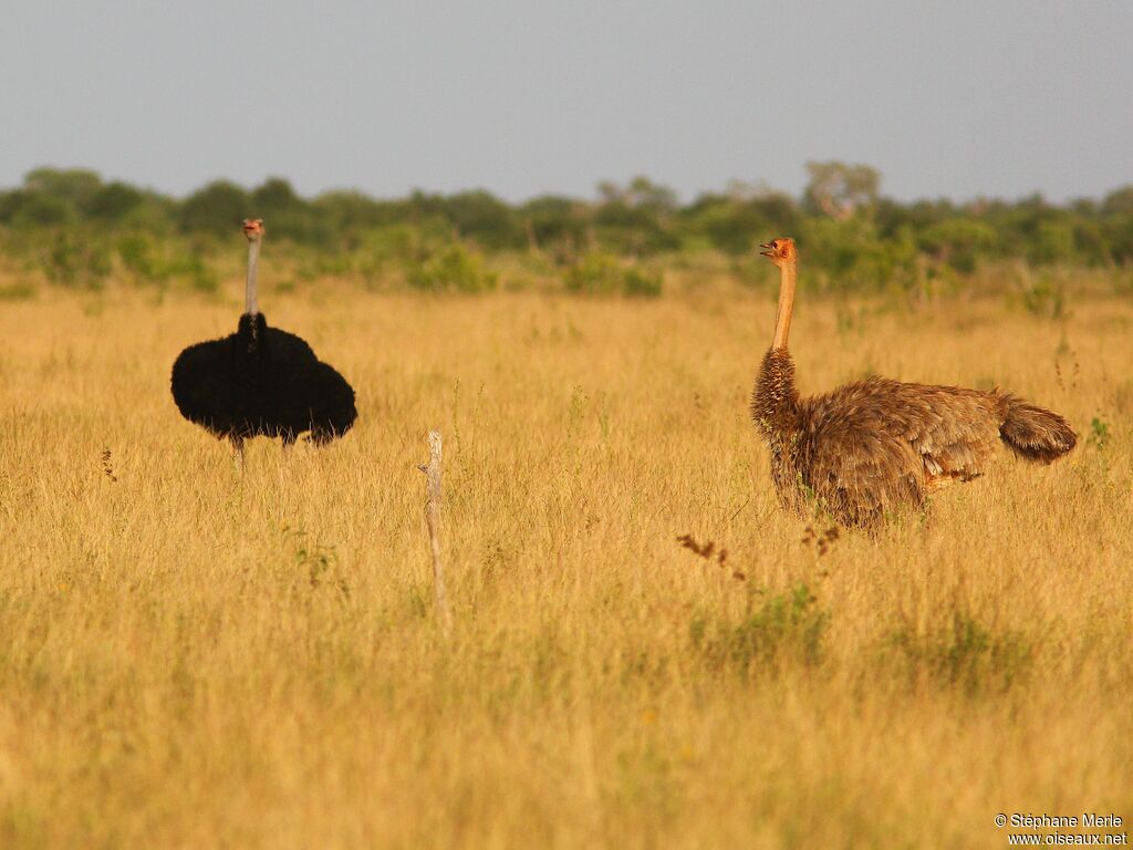 Somali Ostrichadult