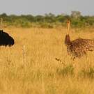 Autruche somalienne