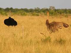 Somali Ostrich