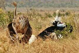 Somali Ostrich