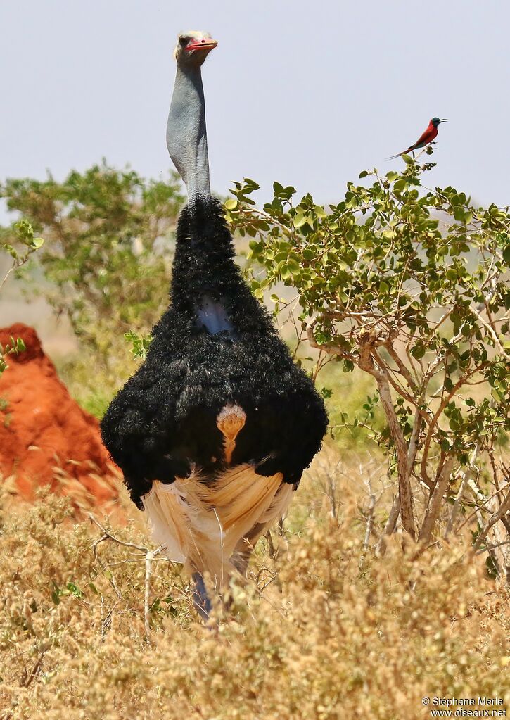 Somali Ostrich male adult