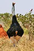 Somali Ostrich