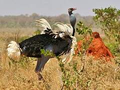 Somali Ostrich