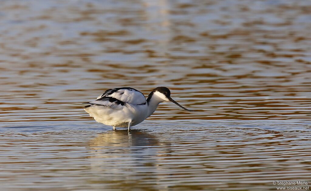 Avocette éléganteadulte