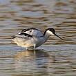 Avocette élégante