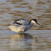 Pied Avocet