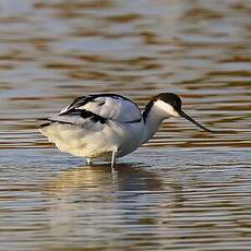 Avocette élégante