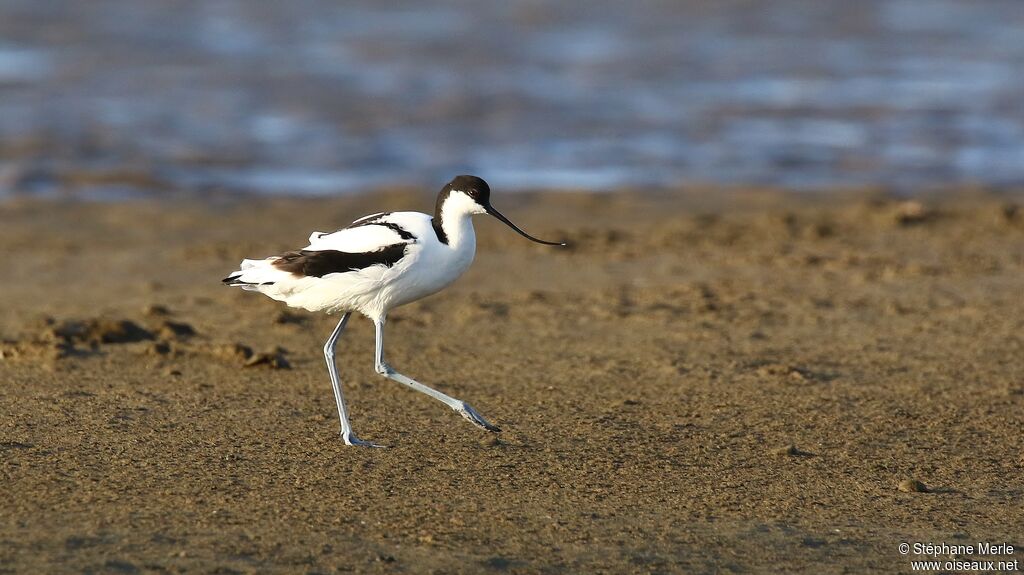 Avocette élégante