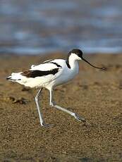 Avocette élégante