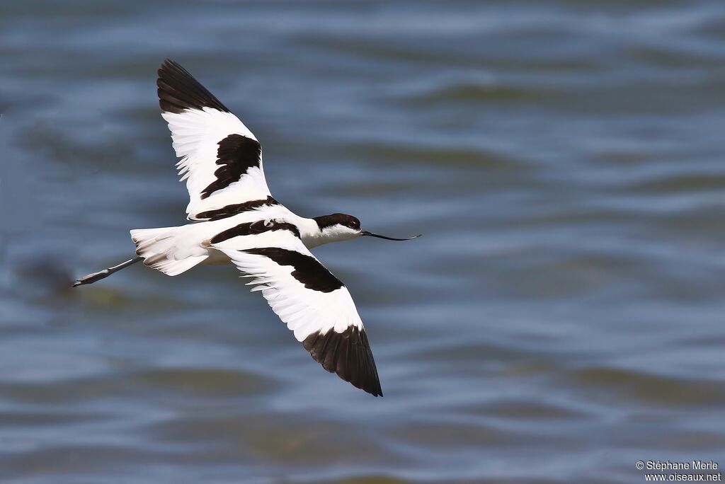 Avocette élégante