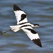 Avocette élégante