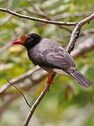 Chestnut-fronted Helmetshrike