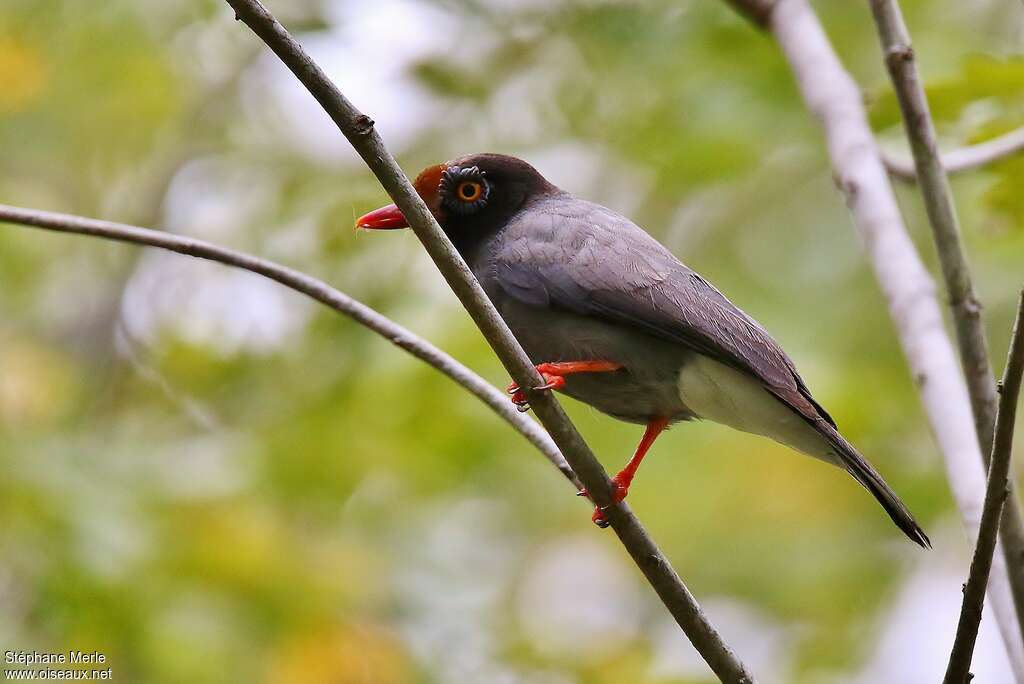 Chestnut-fronted Helmetshrikeadult, identification