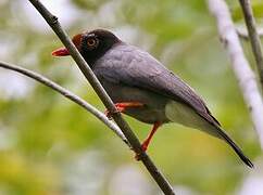 Chestnut-fronted Helmetshrike