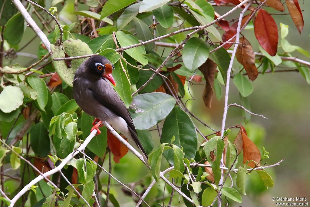 Chestnut-fronted Helmetshrike