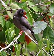 Chestnut-fronted Helmetshrike