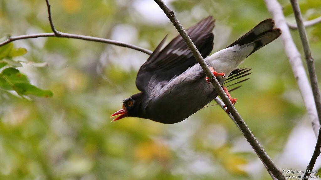 Chestnut-fronted Helmetshrike