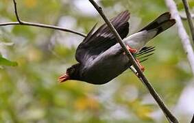 Chestnut-fronted Helmetshrike