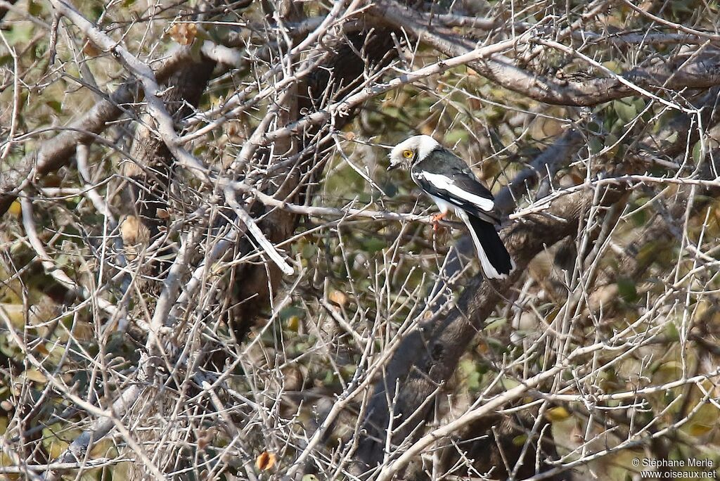 White-crested Helmetshrikeadult