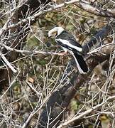 White-crested Helmetshrike