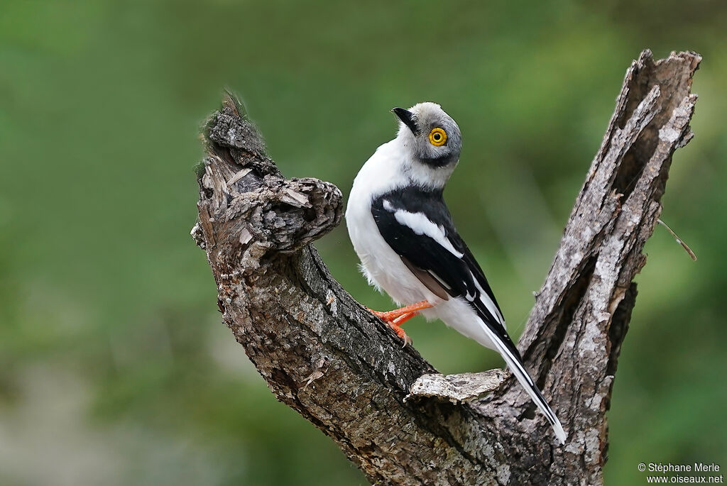 White-crested Helmetshrikeadult