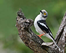 White-crested Helmetshrike