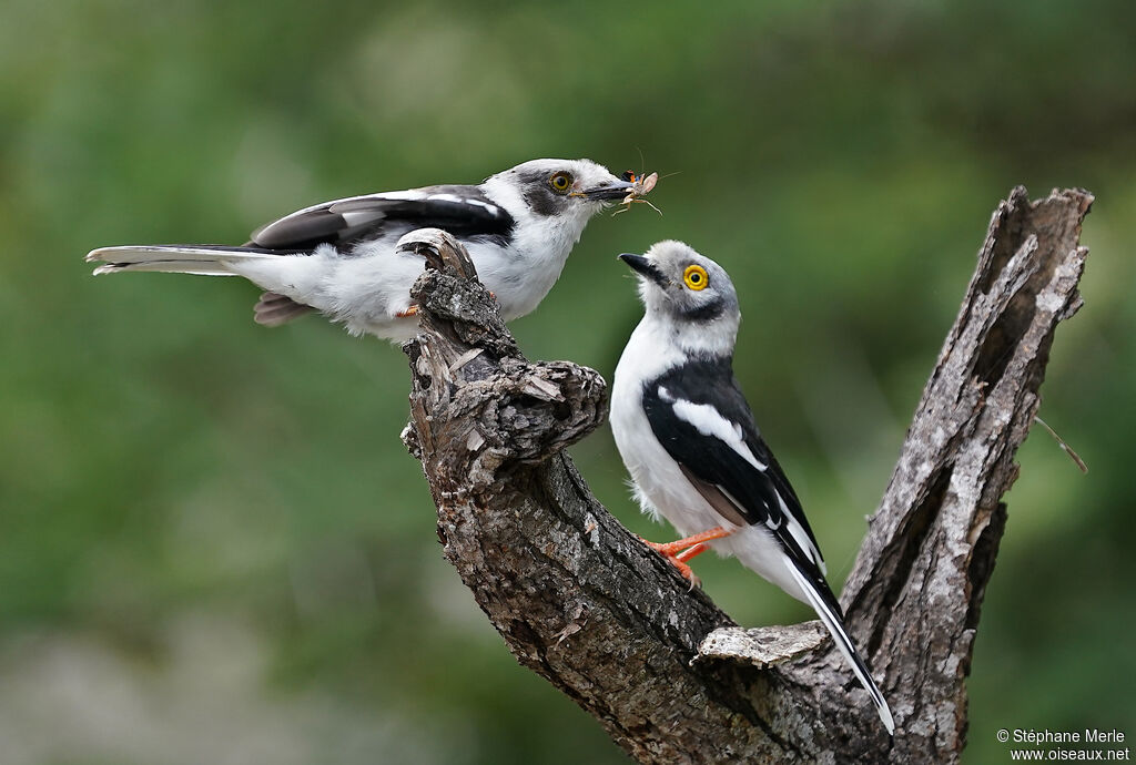 White-crested Helmetshrike