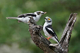 White-crested Helmetshrike