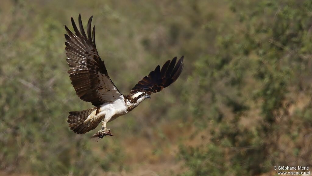 Western Ospreyadult