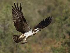 Western Osprey