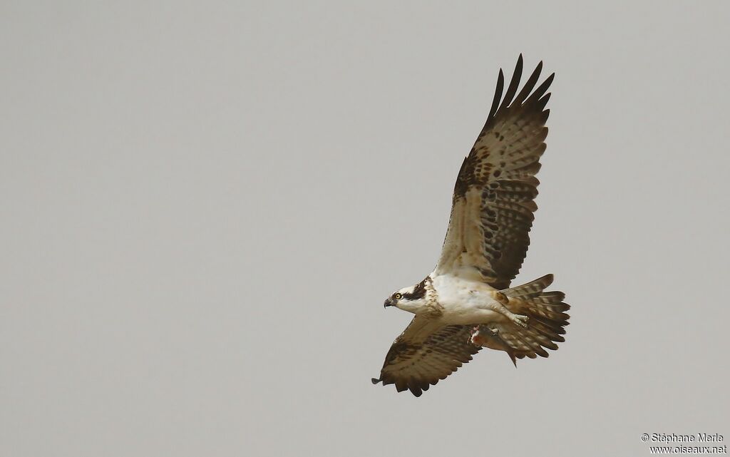 Western Osprey