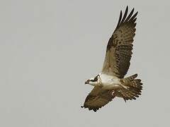 Western Osprey