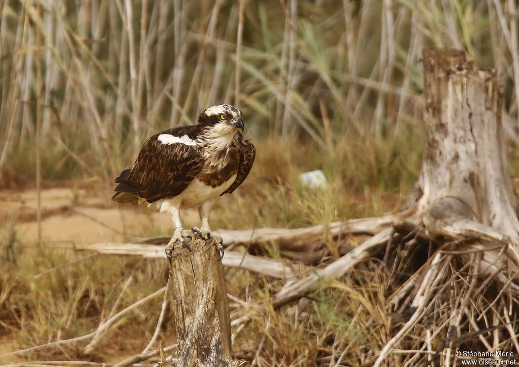 Osprey