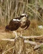 Western Osprey