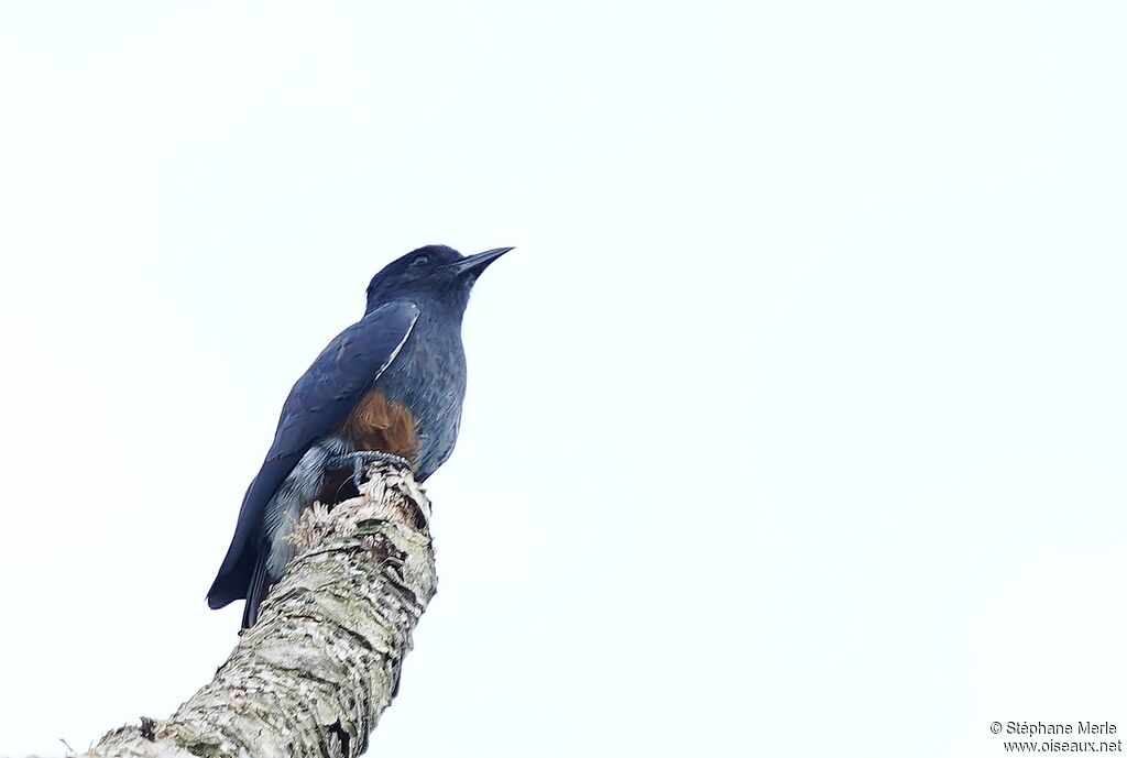 Swallow-winged Puffbirdadult