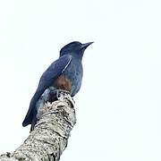 Swallow-winged Puffbird