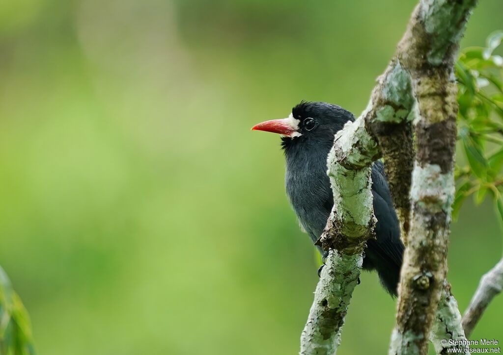 White-fronted Nunbirdadult