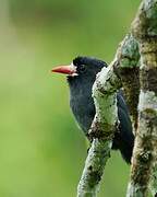 White-fronted Nunbird