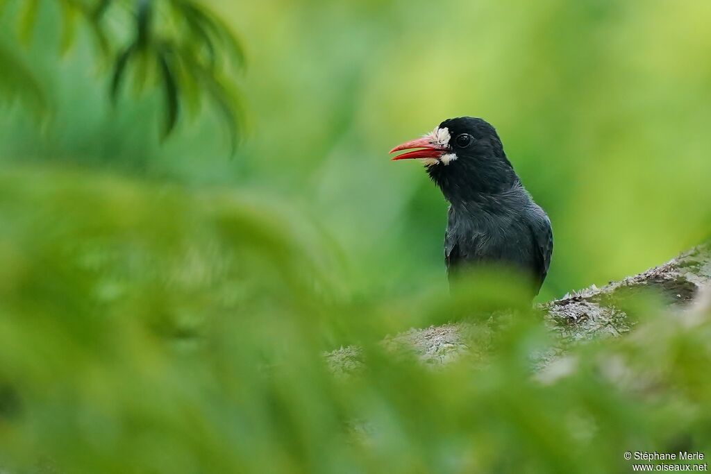 White-fronted Nunbirdadult