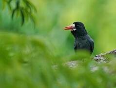 White-fronted Nunbird