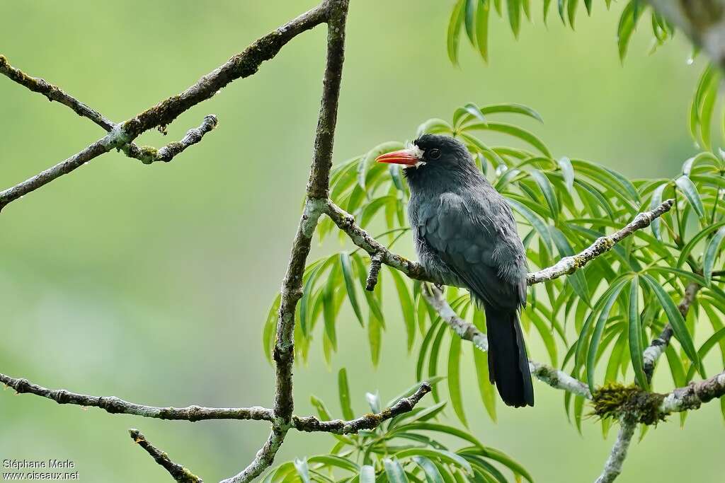 White-fronted Nunbirdadult, habitat, pigmentation