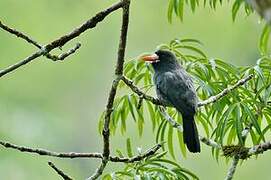 White-fronted Nunbird