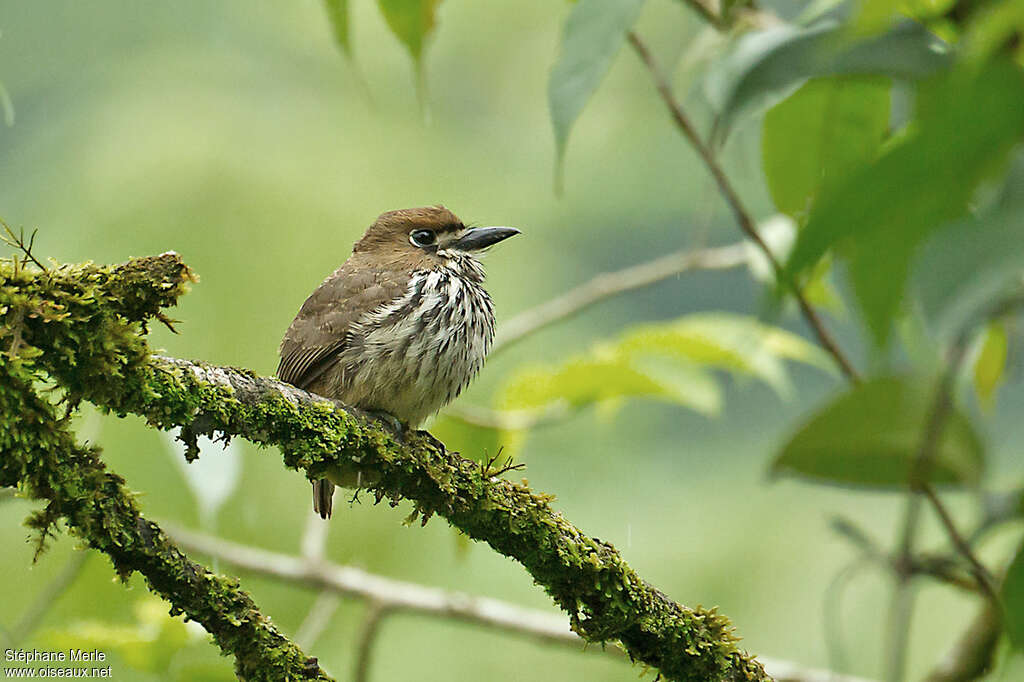 Lanceolated Monkletadult, habitat, pigmentation