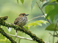 Lanceolated Monklet