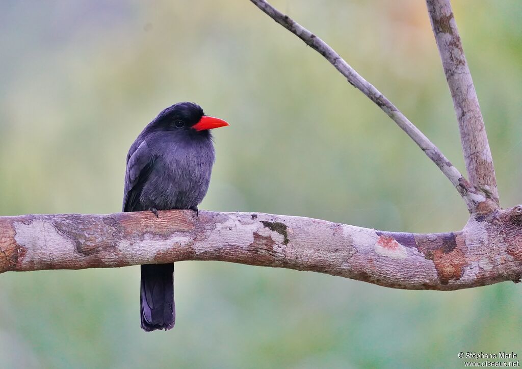 Black-fronted Nunbirdadult