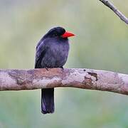 Black-fronted Nunbird