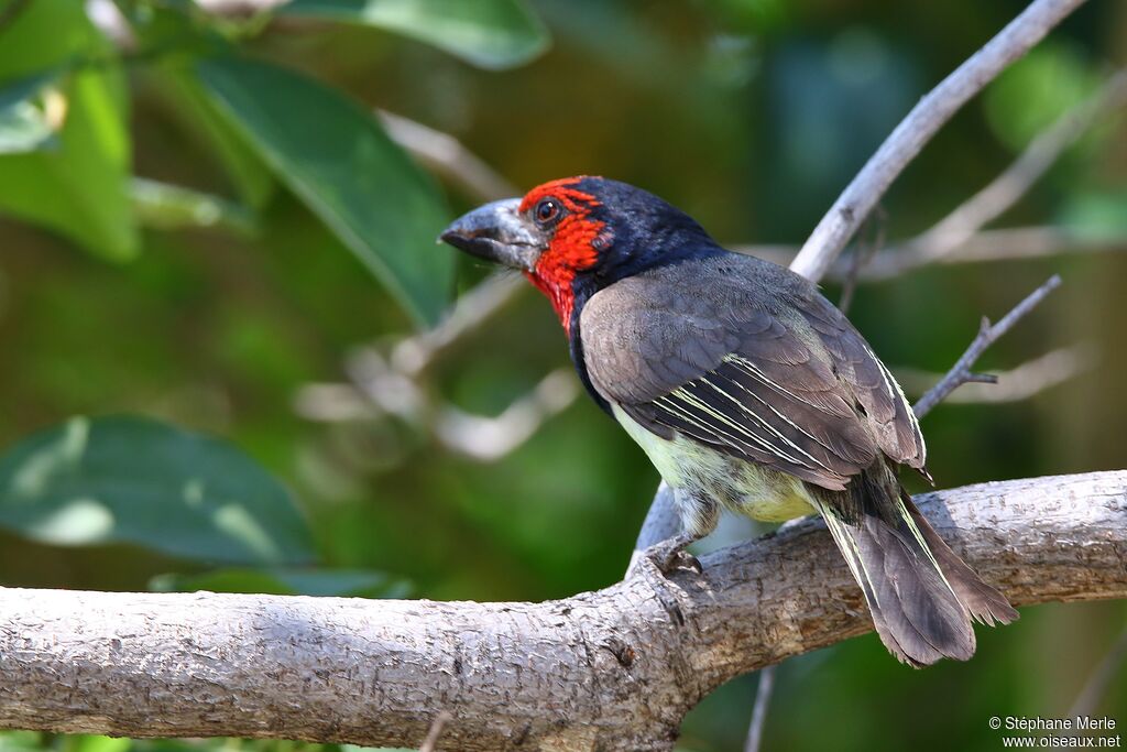 Black-collared Barbetadult